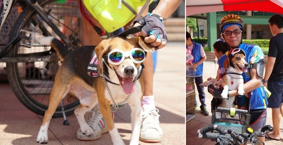 新北市經常舉辦大大小小的認養活動，10月4日當天除認養會外，更將以園遊會的形式，規畫狗狗走秀活動，並設有寵物市集和教育講座。　新北市動保處/提供