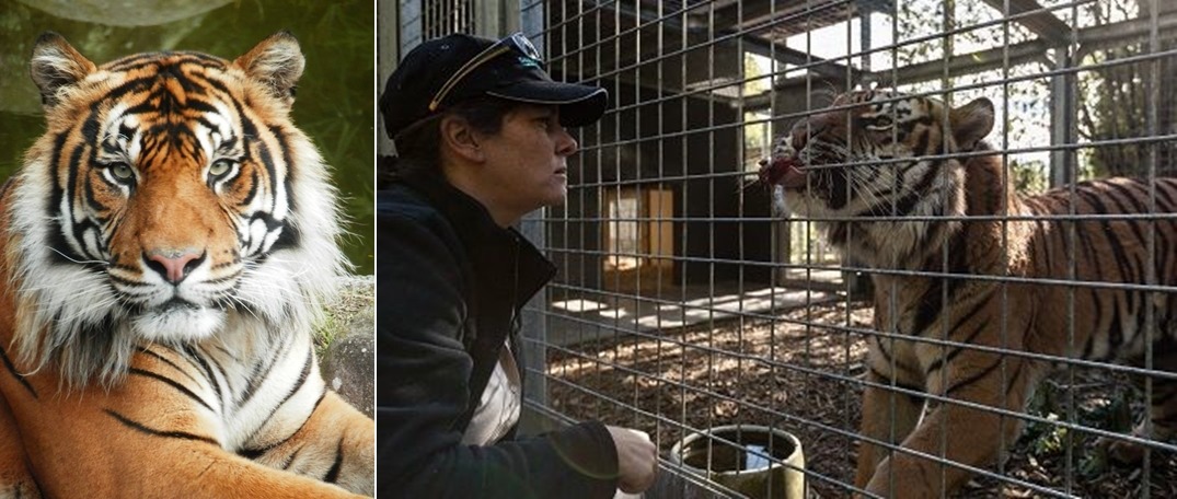 當地警方在早上時間11點左右接獲動物園報案，發生意外的保育員Samantha Kudeweh是漢密爾頓動物園的高階主管。　取自Hamilton Zoo