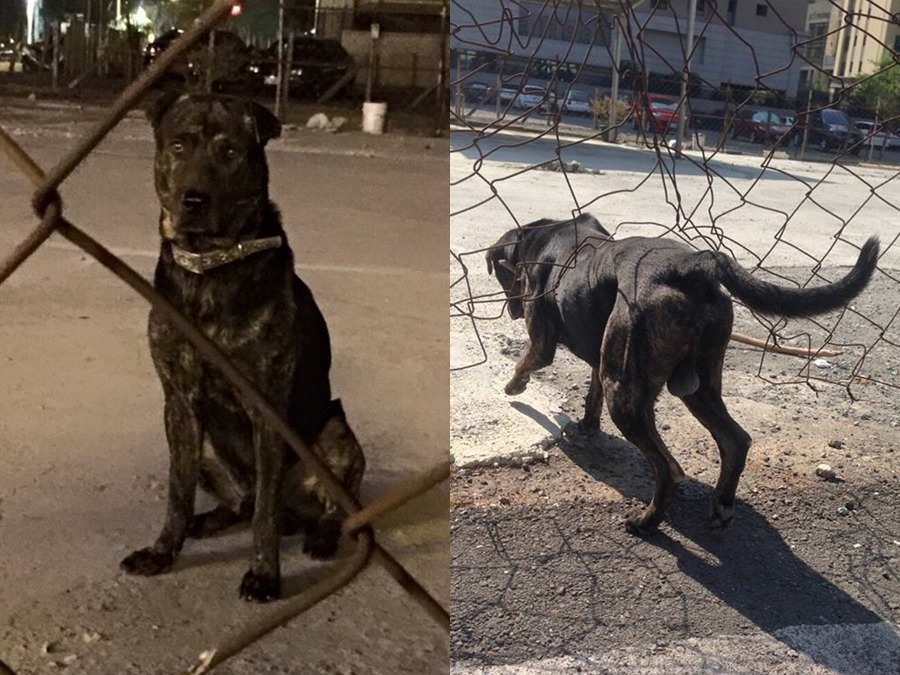 即使人去樓空，嘟嘟仍認定停車場是牠的家。　林小姐/提供