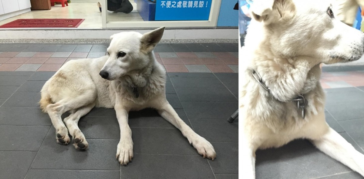 李心儀看到大白的身上有吊牌，情緒也穩定，原猜測牠是附近住戶放養的狗狗。　李心儀/提供