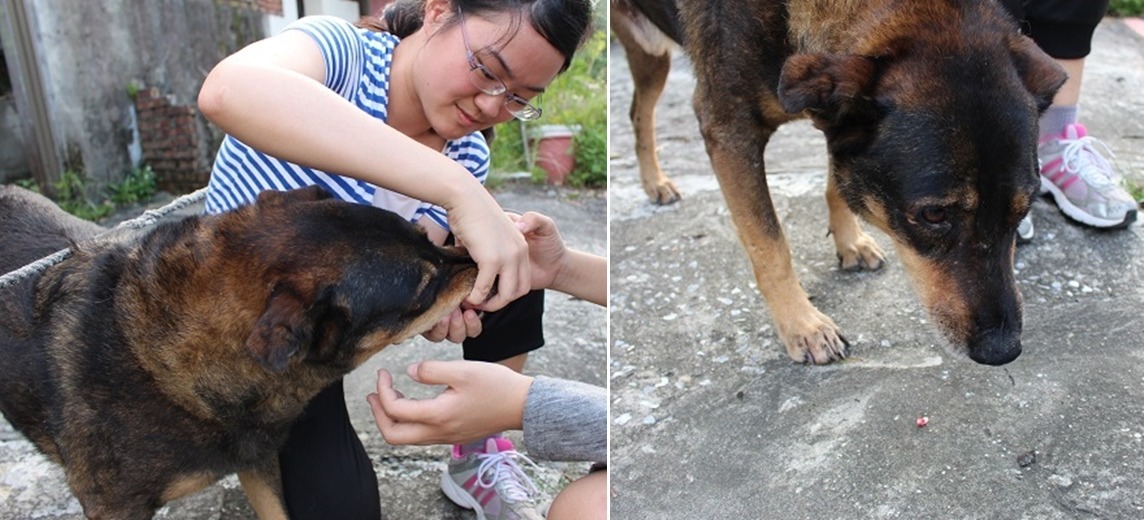 林慧琪和章澤貞花了十分鐘跟太郎奮戰後，還是被牠逮到機會把藥吐出來了。　黃靖雅/攝