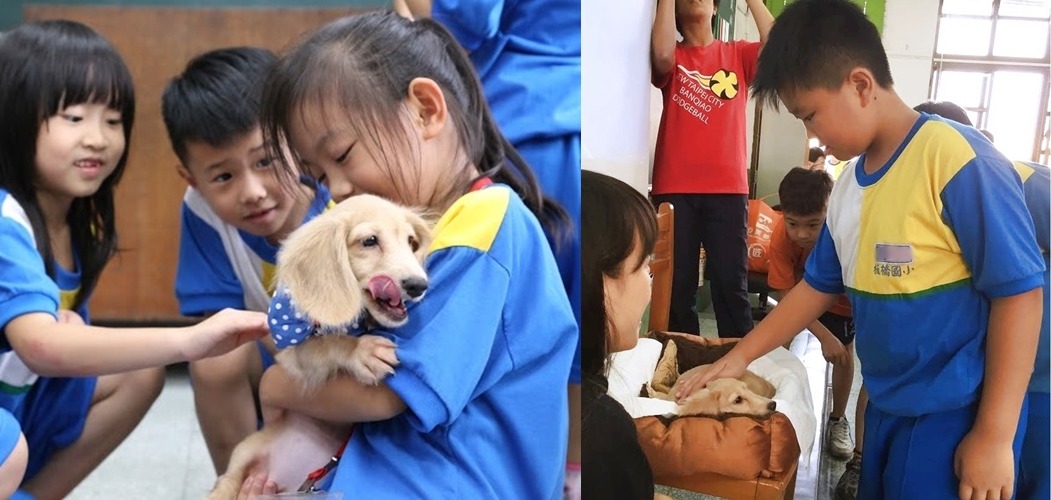 看到小安現在受寵的模樣，你一定想不到，其實牠是新北市動保處7月底，在新莊非法繁殖業者手中救出的220隻非法繁殖犬貓之一。　新北市動保處、羅婉瑜/提供