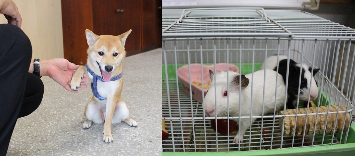 才5、6個月大的柴犬「哈魯」和天竺鼠「大白」、「阿福」，是福安國中特教班學生的毛同學、也是毛老師。　黃靖雅/攝
