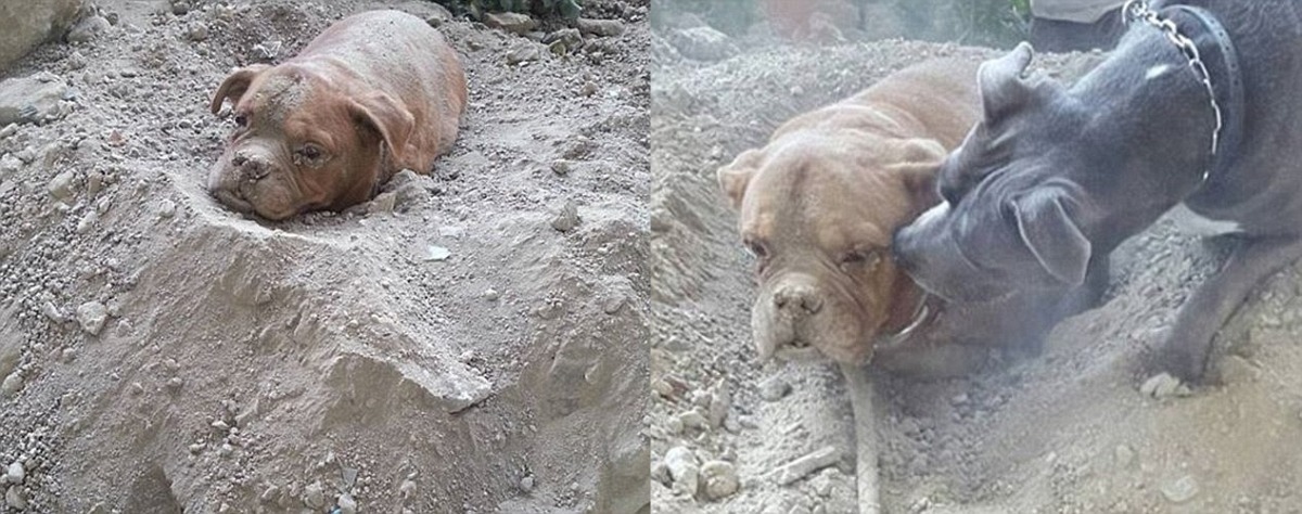 Pedro Dinis在塞納河畔發現雅典娜時，雅典娜的狀況非常糟。　取自daily mail