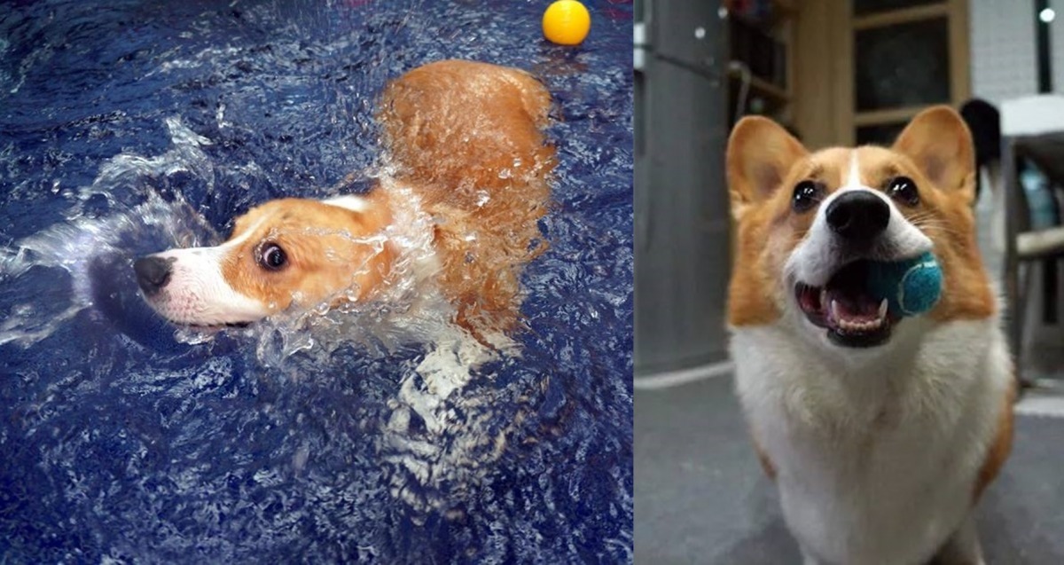 咖逼會這麼多才藝，其實靠的還是咖逼爸、咖逼媽的耐心教導！　柯基犬のCoffee Time/提供