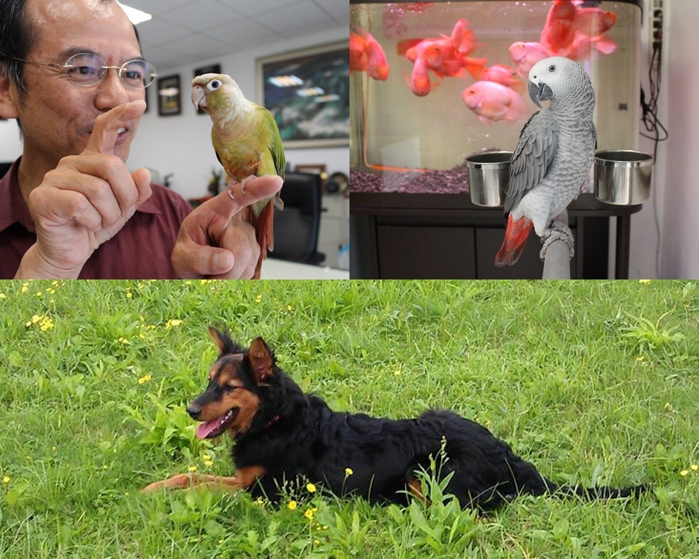 施俞旭認為不管是魚、鸚鵡，還是狗，只要人好好對待牠們，牠們都會給予回饋。　黃靖雅/攝