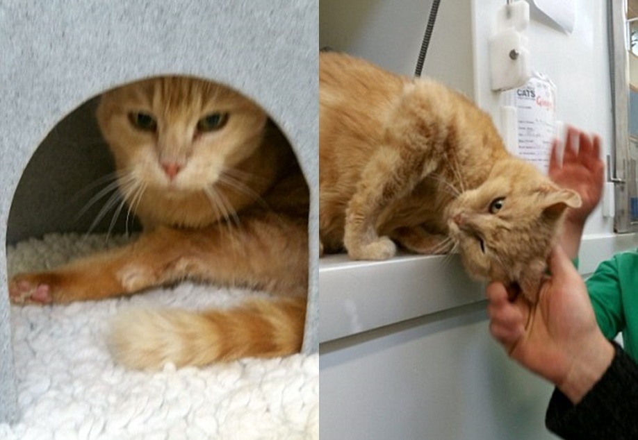 Phoenix認出了主人後，馬上開心的撒嬌。　取自《dailymail》