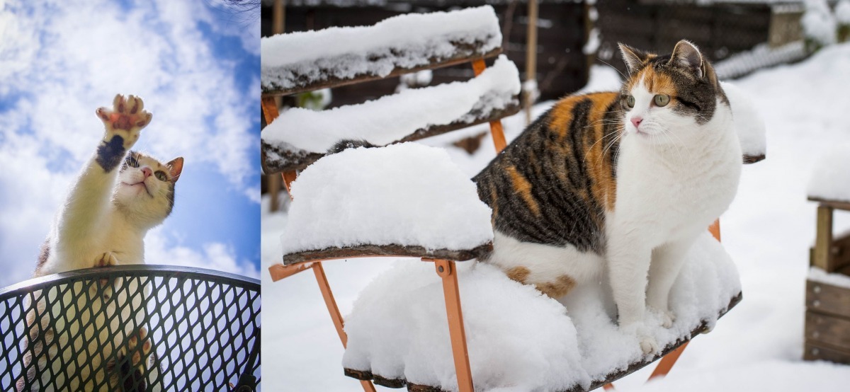 格格人氣超高，粉絲們幾天沒在粉專上看到牠的新照片就會忍不住抗議。　Mojito/提供