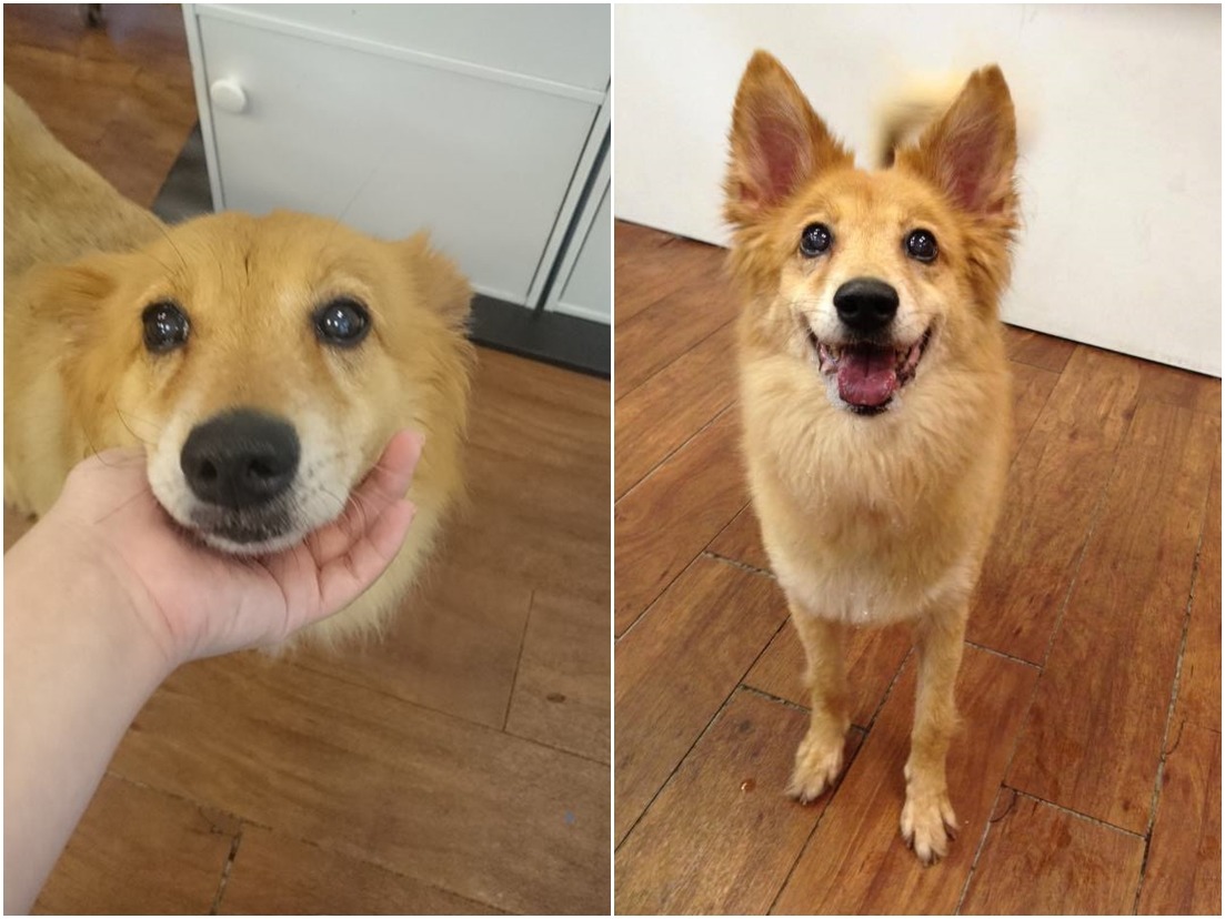 可愛的熊熊沒有被前主人疼愛，幸好現在已經恢復活潑開朗。蔡小姐/提供