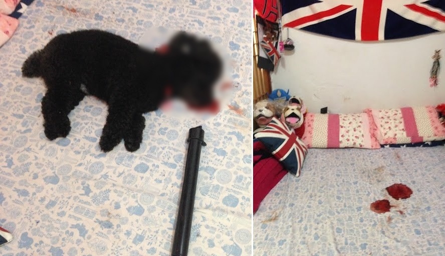 體型嬌小、無力反抗的嘟比被主人的恐怖情人壓在床上毆打致死。　新北市動保處/提供