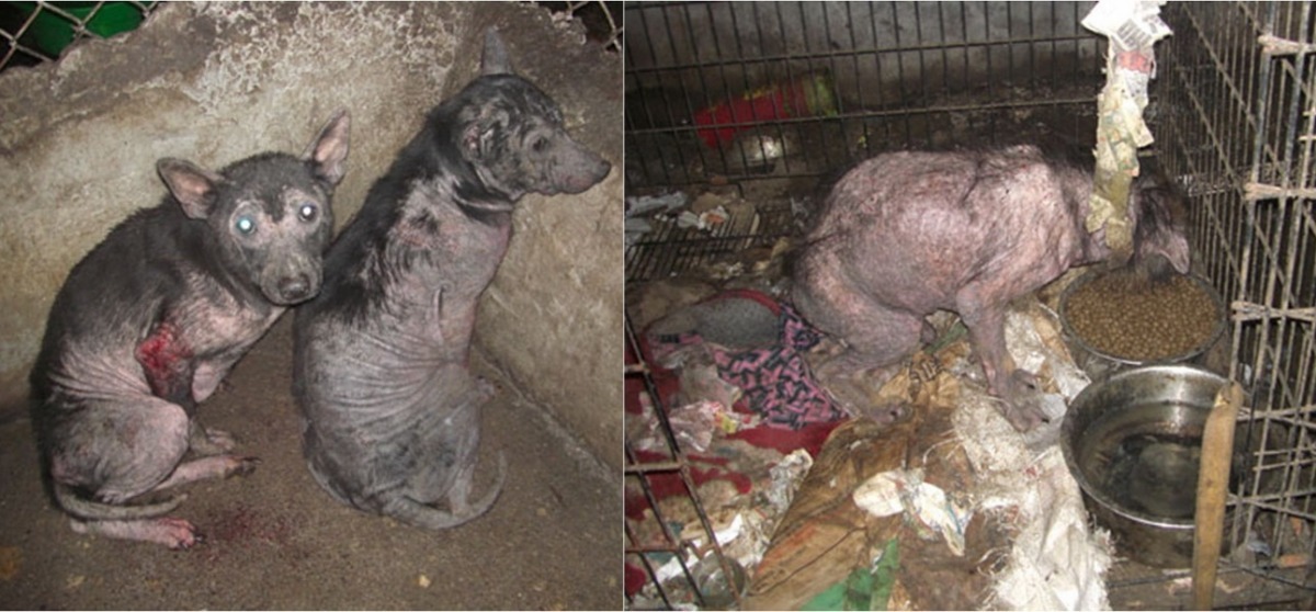 有的私人保育場環境髒亂，犬隻病痛不斷也無力為其治療。　網友提供