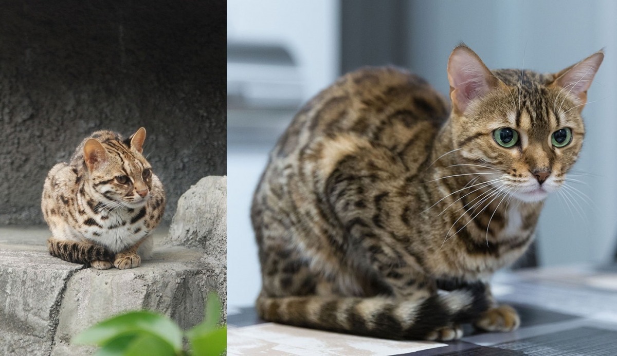 台灣俗稱的豹貓，其實是孟加拉貓(Bengal Cat)，而Leopard Cat指的是石虎。你看得出哪隻是石虎，哪隻是孟加拉貓嗎？圖左為石虎(非台灣石虎)，圖右才是孟加拉貓哦！　取自網路