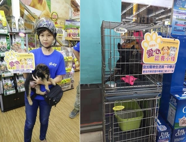現在想領養犬貓，可就近在寵物店找找是否設有認養專區哦！　新北市動保處、宜加寵物生活館/提供