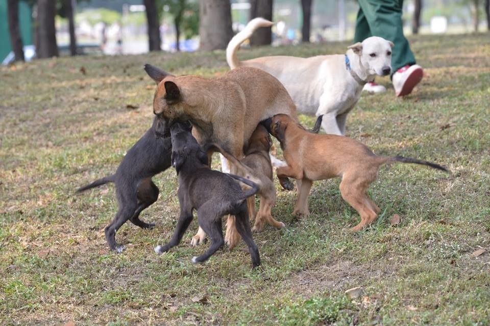 圖為母犬媽媽小高和約3~4個月大的小小高們。 趙峻郁/提供