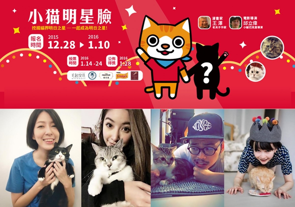 覺得你的貓主子比他們更有明星的架式嗎？快幫牠報名吧！　小貓巴克里/提供