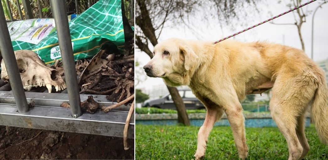 圖左為破獲非法繁殖場時的慘況,圖右為亮亮手術成功增胖5公斤後的模樣。 新北市動保處/提供