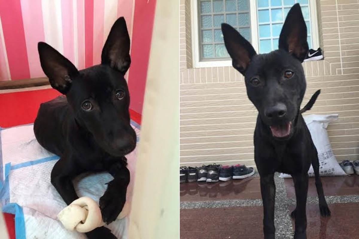 Blacky雖然曾流浪，又遭遇嚴重車禍，但仍保有天真單純的眼神。　台南市流浪動物愛護協會/提供