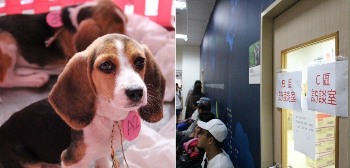 不是把狗狗送養到新家庭就沒事，還要家訪，以確保牠們過著幸福快樂的生活。  台灣動物新聞網資料照。何宜/攝