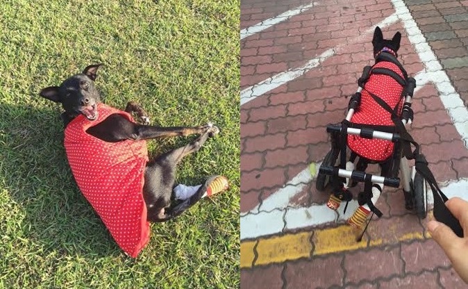 黑黑只有出門時會使用輪椅，平常在家時，可以靠前腳拖著身體移動。　黑黑媽媽/提供