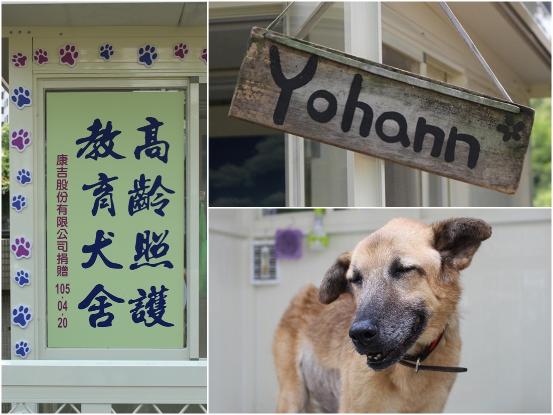 身患重病、需要特別照護的優漢,也間接促成北護逐步完善對老病犬照護的軟、硬體設備。優漢看起來對新家很滿意! 黃靖雅/攝