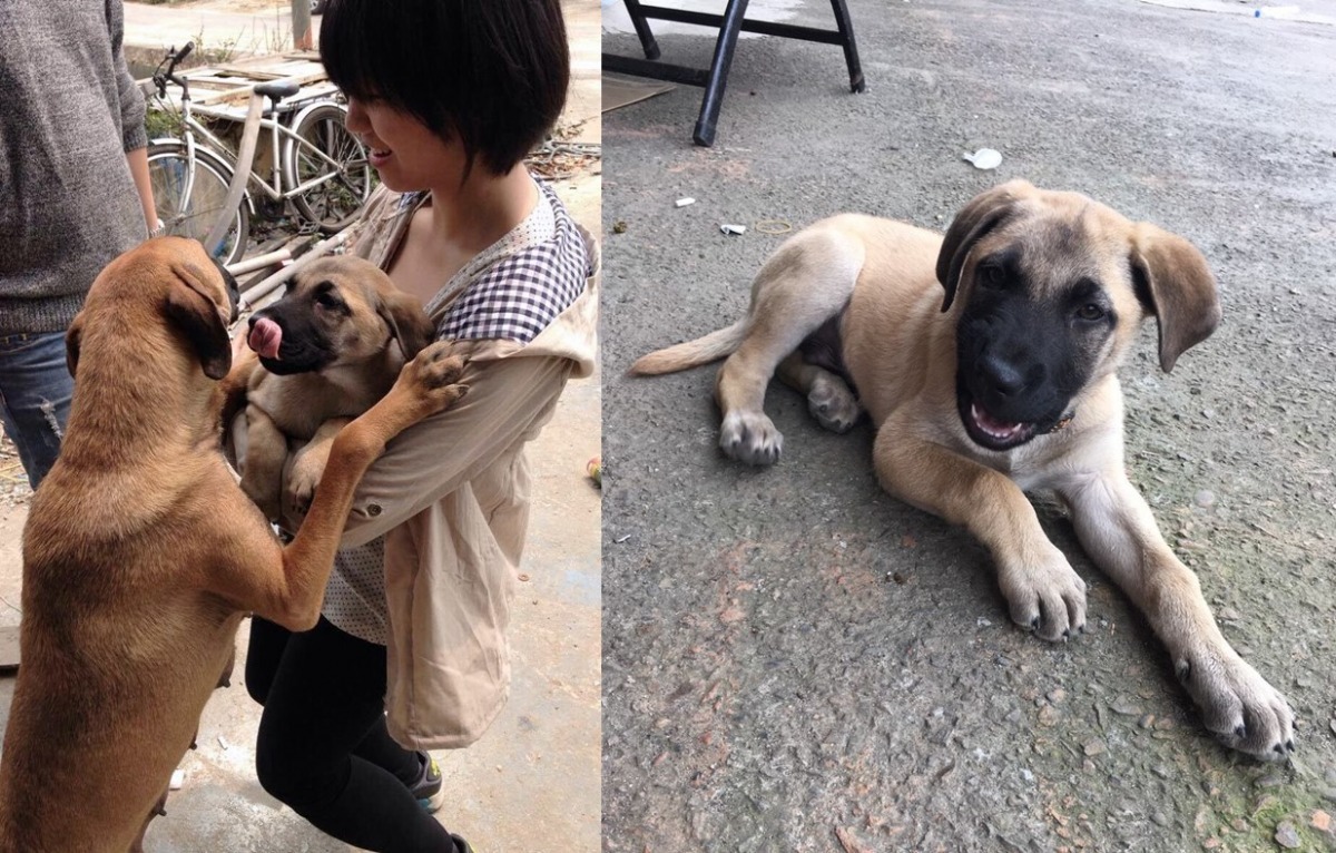 嘟嘟到新家之後，過得很開心。　劉小姐/提供