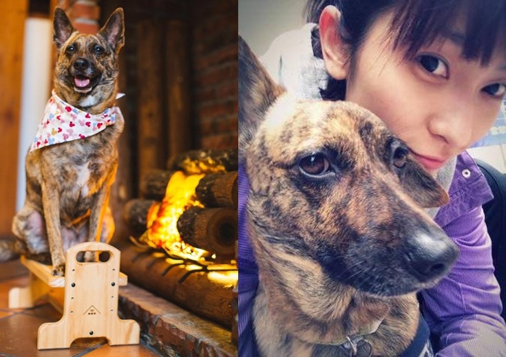 虎斑收服了蔡悶悶全家人的心。　蔡悶悶/提供