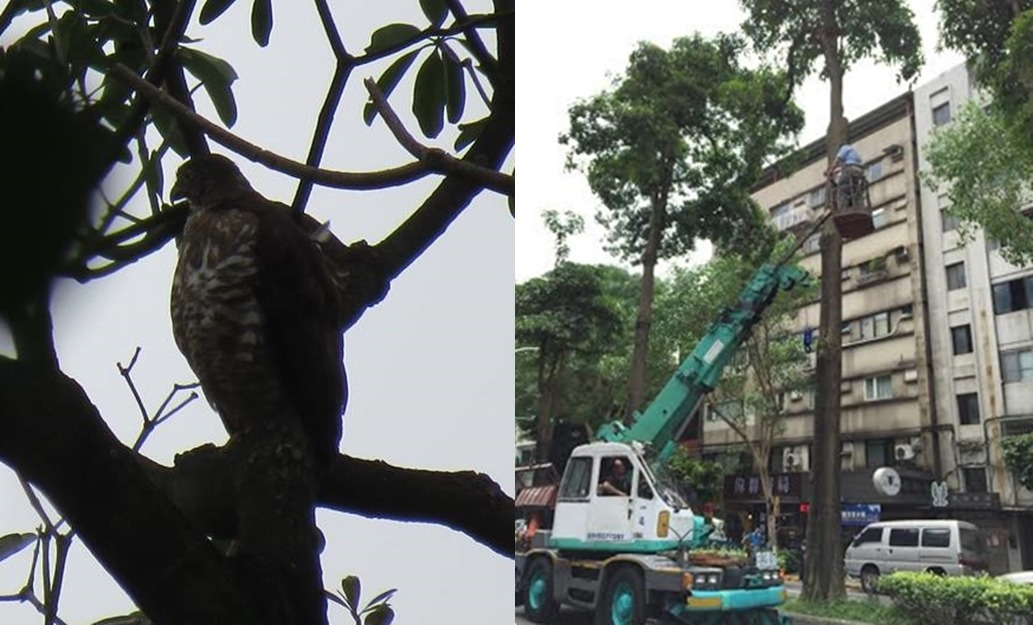 圖左為焦急的母鷹,一直在附近的樹上看情況。 林思民/提供