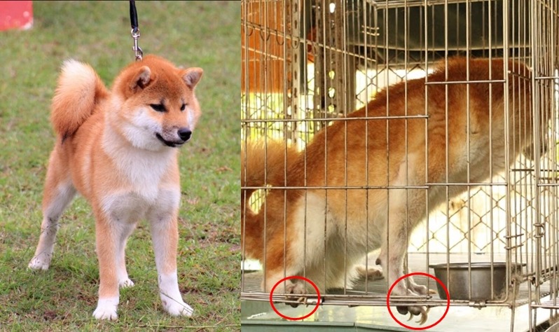 圖左為去年3月蔡男帶犬隻參加KTC台灣柴犬俱樂部第18回單獨展的照片。圖右則可看出，長期籠飼造成指甲過長。　取自日本柴犬台灣高峰莊；新竹市動物保護防疫所/提供