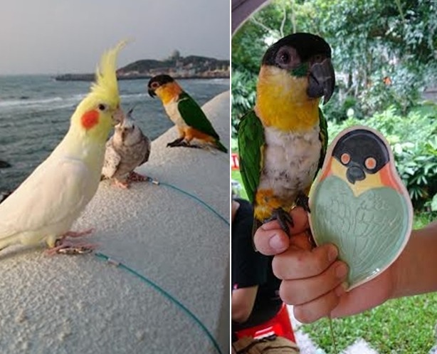 圖左由前往後分別是奶糖、奶茶、奶綠。奶綠(圖右)和奶綠分身長超像! 何依璇/提供