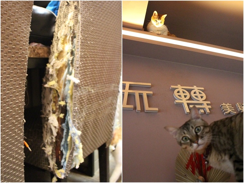 什麼？你說那張椅子是我們抓破的？我們怎麼不記得？　黃靖雅/攝