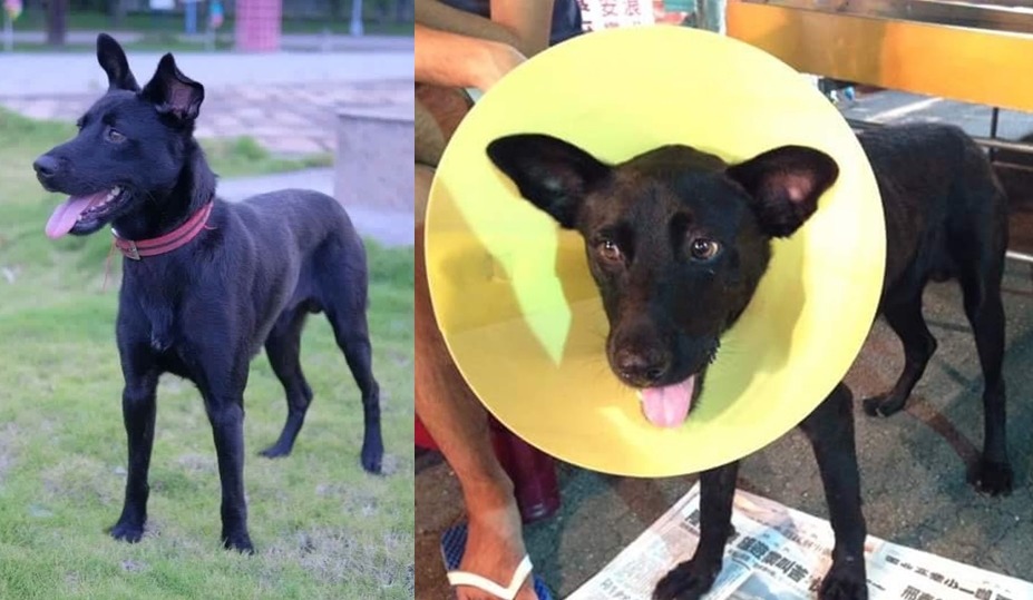 加加的傷已經好了，也已結紮完成。　雲林縣關懷動物協會/提供