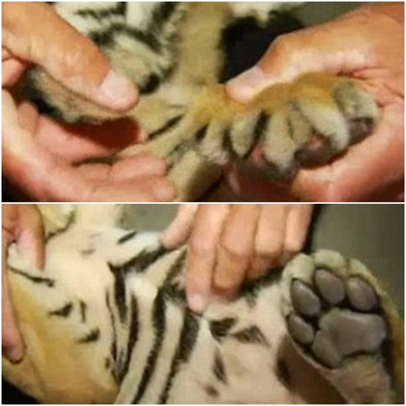 獸醫仔細診斷後發現小老虎除被去爪、還有疝氣，將安排時間手術。　　截自《NBC》影片