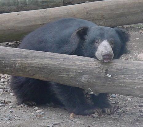 肝癌和心臟病是懶熊常見的病症。 取自Facebook:Capron Park Zoo