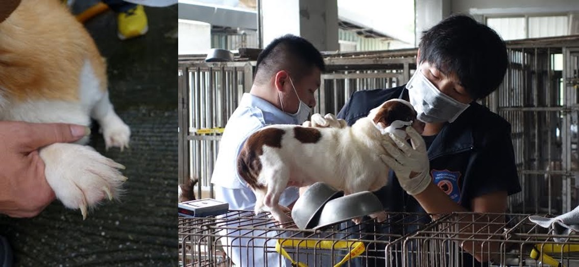 動保員在稽查時發現，犬隻除指甲過長和有趾間炎外，精神不差，也沒有明顯皮膚病。　臺北市動保處/提供
