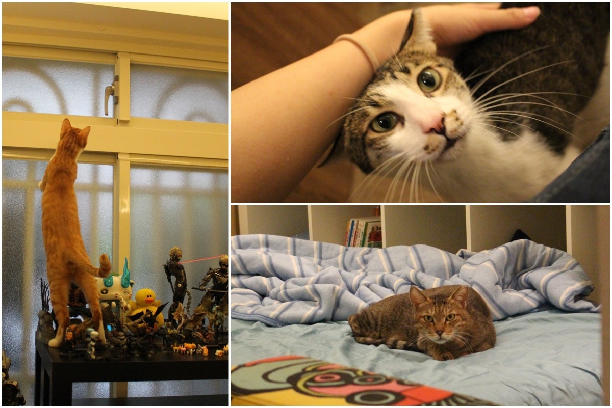 雖然朝夕相處，但3隻貓的個性還是大不相同。阿尼(左)最調皮、阿馬(上)很優雅、阿草(下)則最有老大的派頭。　黃靖雅/攝