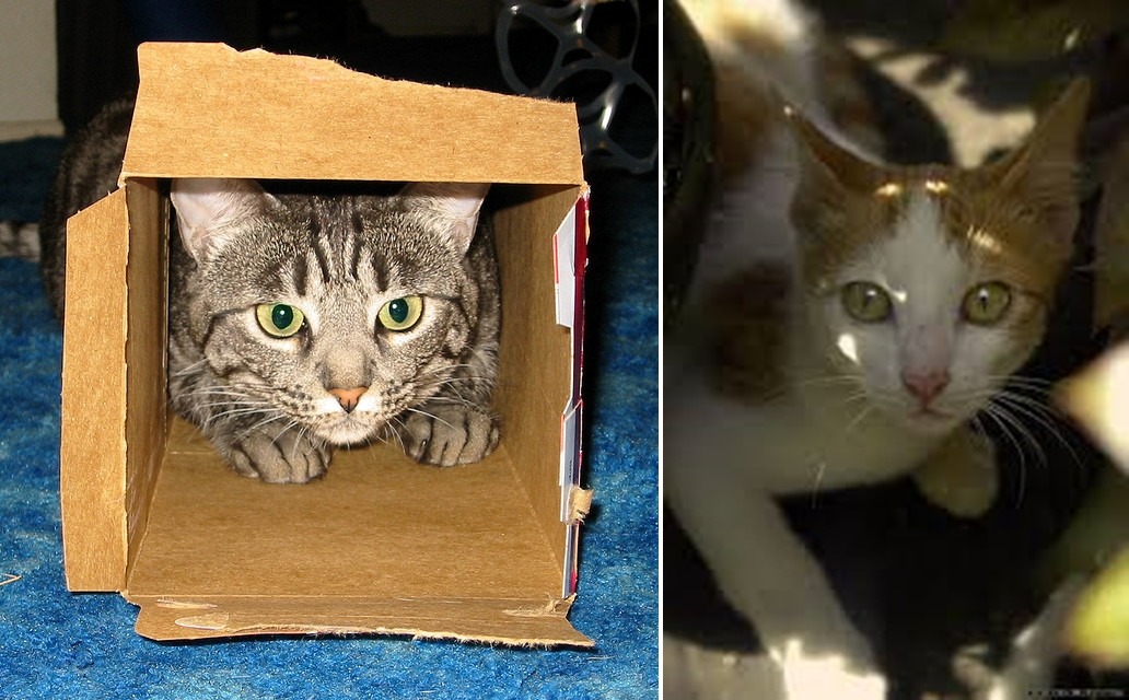 貓咪愛躲藏、鑽進密閉空間。 取自flicker admiller