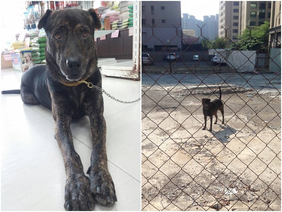 你願意給命運多舛的嘟嘟一個溫暖的家嗎？　林小姐/提供