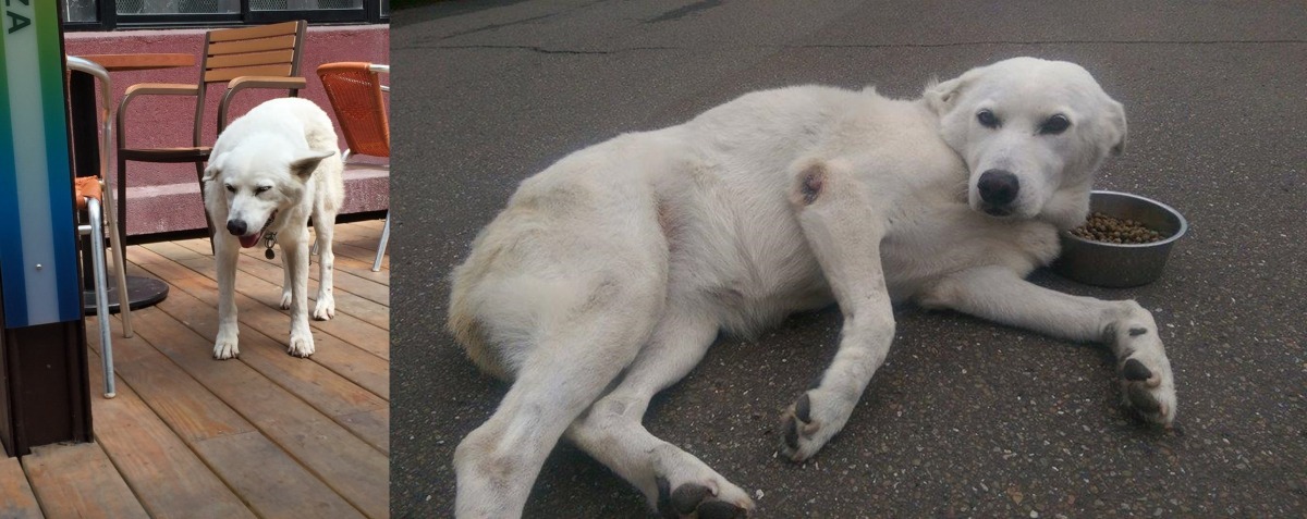 大白在輔大生活多年，深受師生喜愛。　劉玉茹、陳青雅/提供