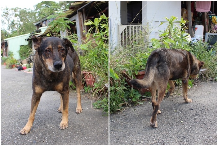 太郎的體重在全盛時期曾超過30公斤，雖然體型大，但因為個性溫和，極受歡迎。平常住在校外的巷子裡，由住戶阿姨固定餵食，而疫苗和固定要吃的心絲蟲藥則由東吳搖尾巴社負責。　黃靖雅/攝