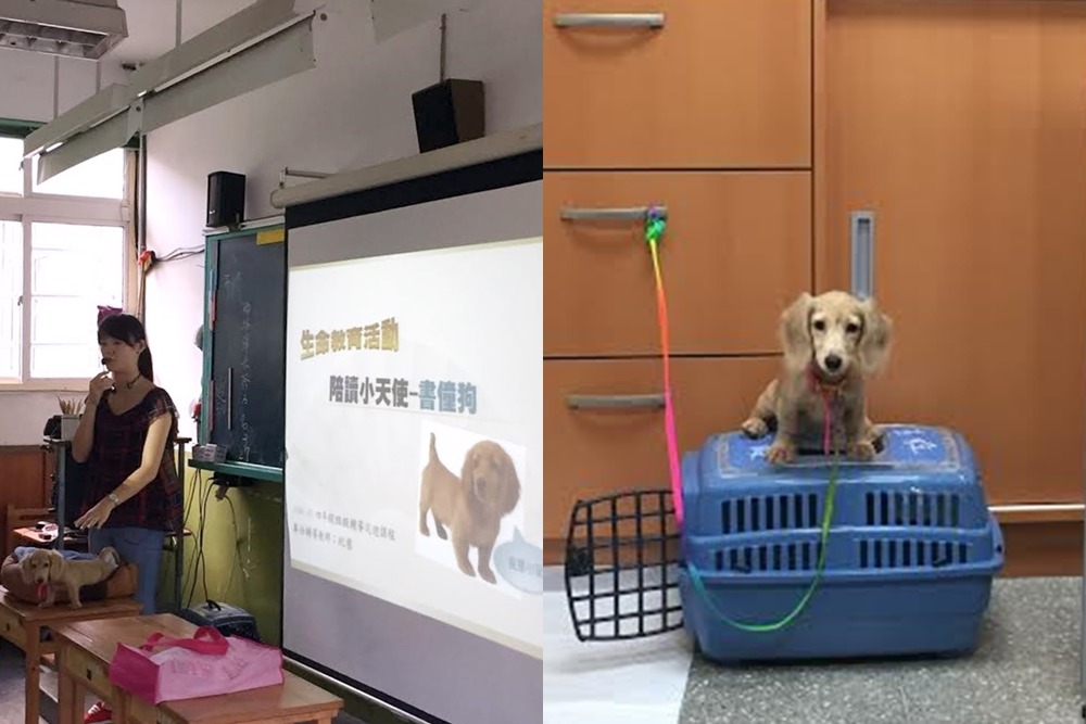 小安每天放學會跟著羅婉瑜回家，有自己專屬的外出籠，在學校還有自己的小狗床。　羅婉瑜/提供