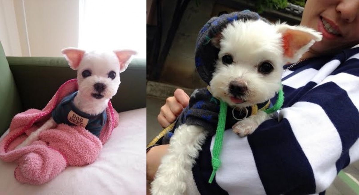 因為覺得傳統瑪爾濟斯的長髮造型不適合公犬，李小姮請美容師幫BiBi剪短髮，想不到蔚為潮流，美容師常被其他客人要求，要剪「像BiBi一樣」的髮型。　李小姮/提供