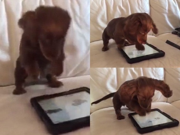 小臘腸玩得不亦樂乎！你家的毛寶貝也會玩平板嗎？　取自《dailymail》Jukin media