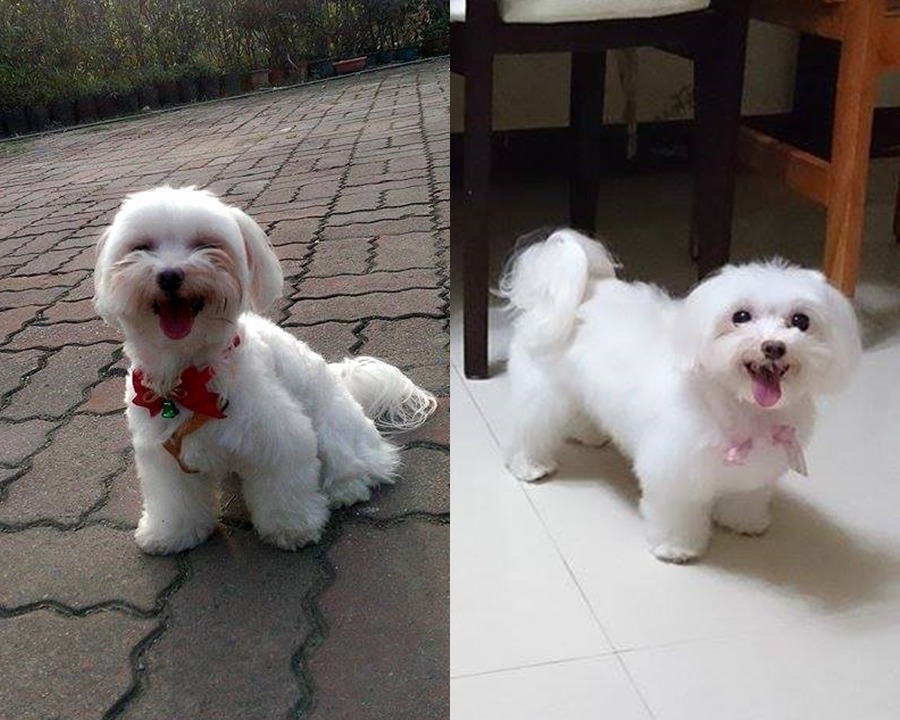 先來的Miffy一開始很排斥後來的小雪,但是小雪打死不退,兩人後來就變好朋友了。 吳小姐/提供