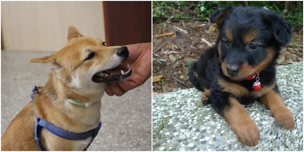 圖為特教班專屬的毛助教哈魯，和烏瑪兩個多月大時，剛到福安國中時的萌樣。　黃靖雅/攝、施俞旭/提供