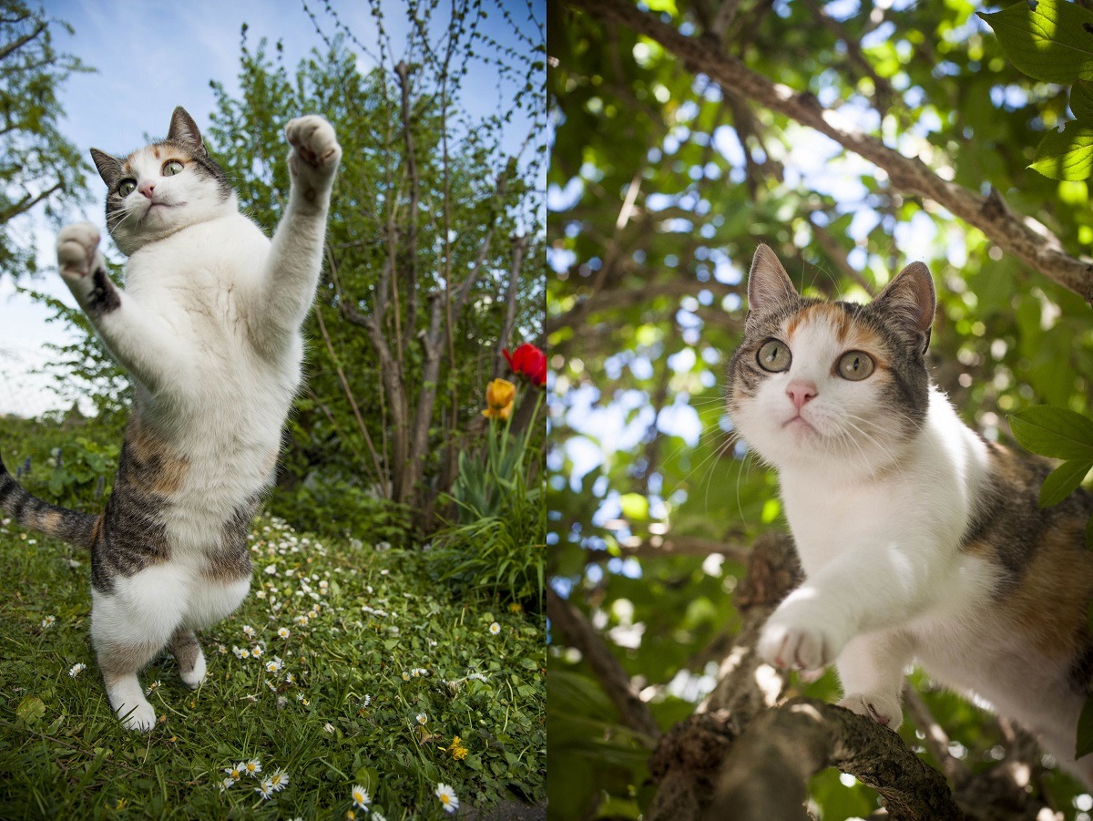優雅的格格和活潑的格格你喜歡哪個呢？　Mojito/提供