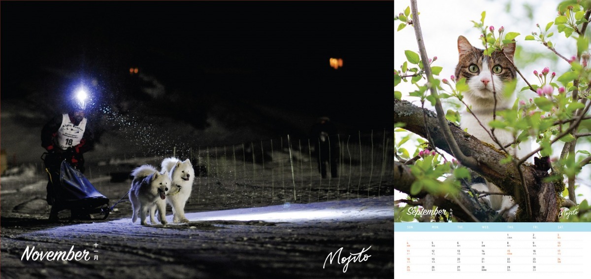 看到這麼多可愛的貓、狗,你心動了嗎?快去訂購吧! Mojito/提供