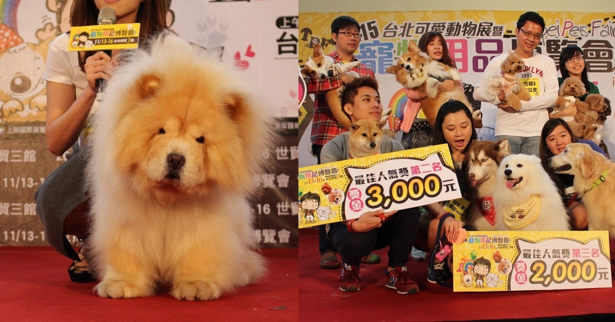 每隻狗狗都非常可愛！　黃靖雅/攝