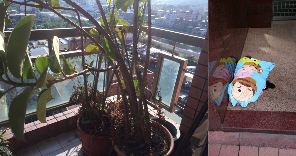 不少網友質疑犬隻是否為飼主惡意擲下樓，針對這點，陳淵泉表示，當時只有飼主的老母親在家，應無法輕易舉起30多公斤重的鬆獅丟下樓，在其住處未發現其他可疑之處，判定鬆獅墜樓應為意外。　新北市動保處/提供