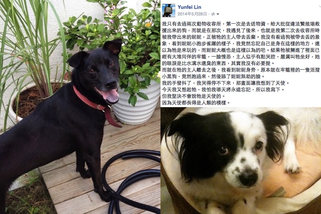 林云斐中途過的妮妮(圖右)和細漢仔(圖左)，後來都找到了好主人。　林云斐/提供