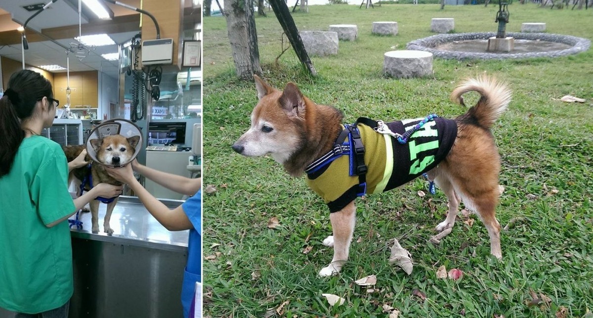 安柏兒帶阿福回家後，上網詢問犬友的意見，最後選定阿福這個隱含祝福之意的名字。圖為阿福看醫生和散步。　安柏兒/提供